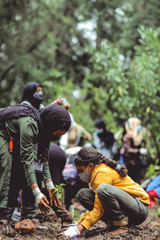 Our Partnership with TheGoodAPI: Combating Climate Change Through Reforestation